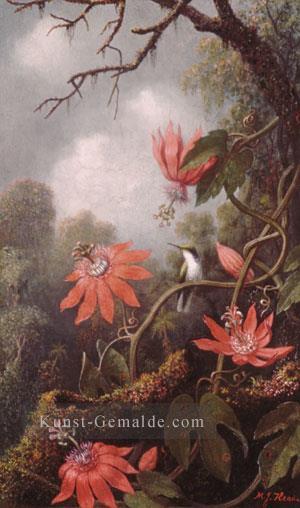 Hummingbird und Leidenschaft Blumenmaler Martin Johnson Heade Ölgemälde